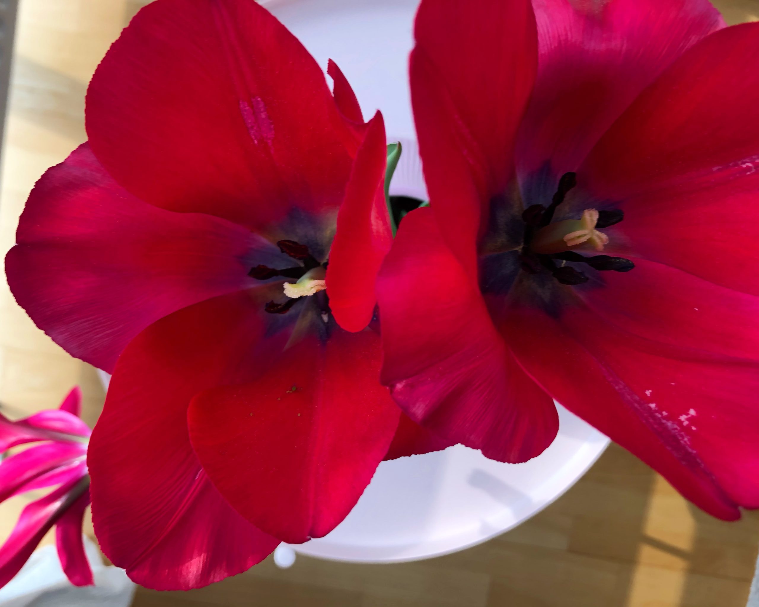 Frühjahrsmüde oder voller (Flower)Power?